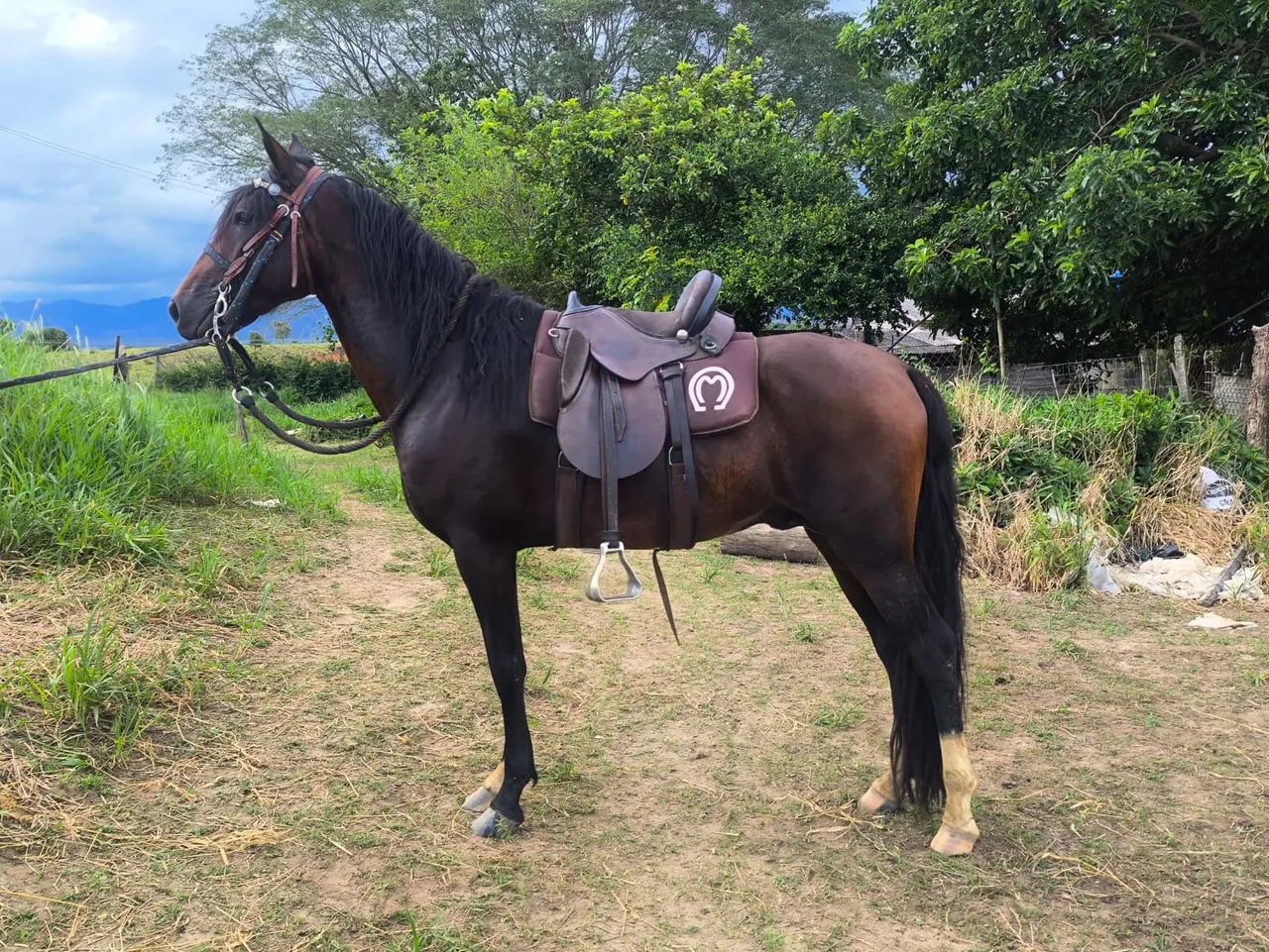 Cavalo mangalarga marchador  - Foto 4