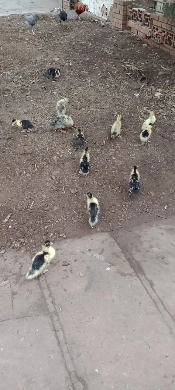 Patinhos e marrequinhos com e sem pompom. Matrizes selecionadas. - Foto 3