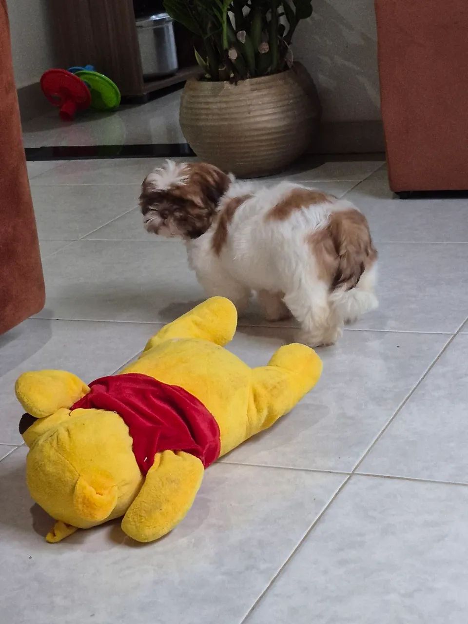 Shitzu fêmea - Foto 4