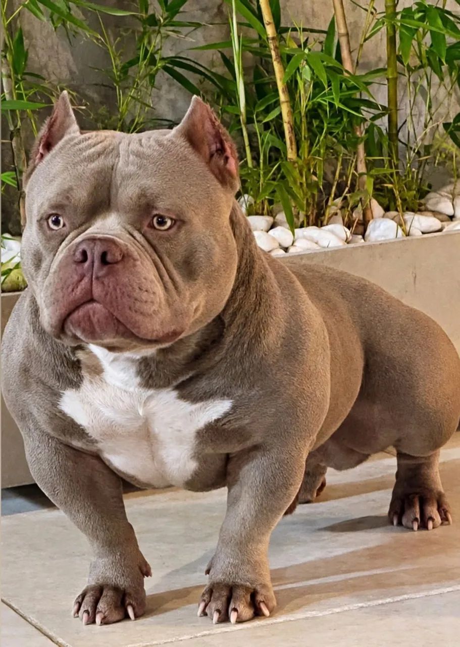 Padreador micro bully  - Foto 2