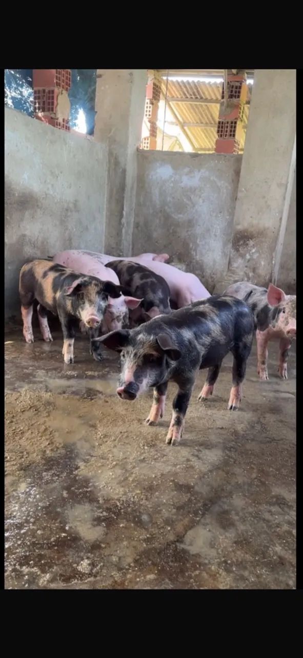 Leitões luxo 