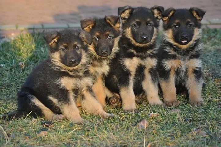 Pastor Alemão Filhote Treinável e Saudável