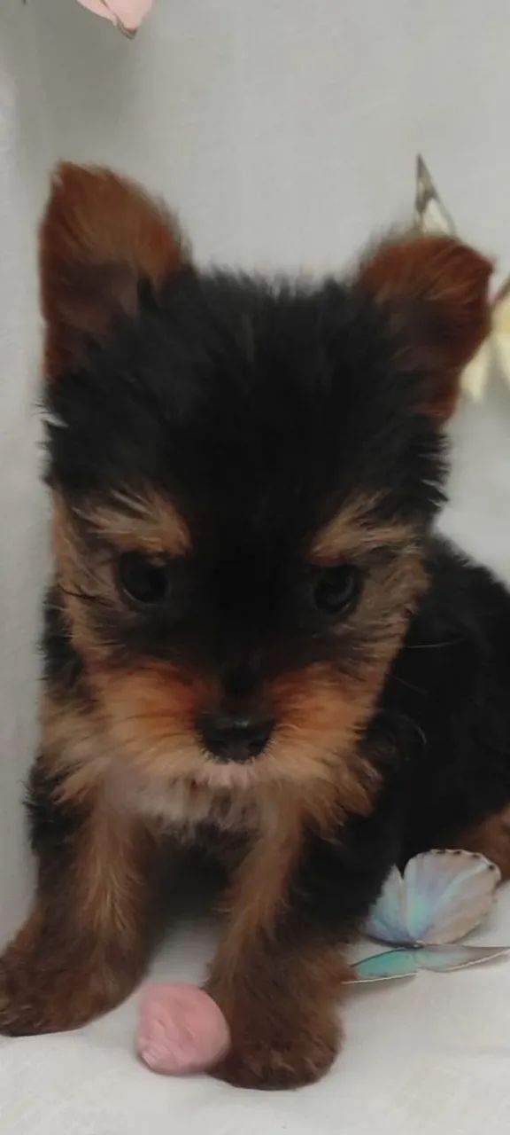 Yorkshire fêmea  - Foto 3