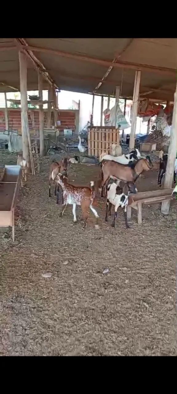 Vendo bodes cabras e carneiros  - Foto 3