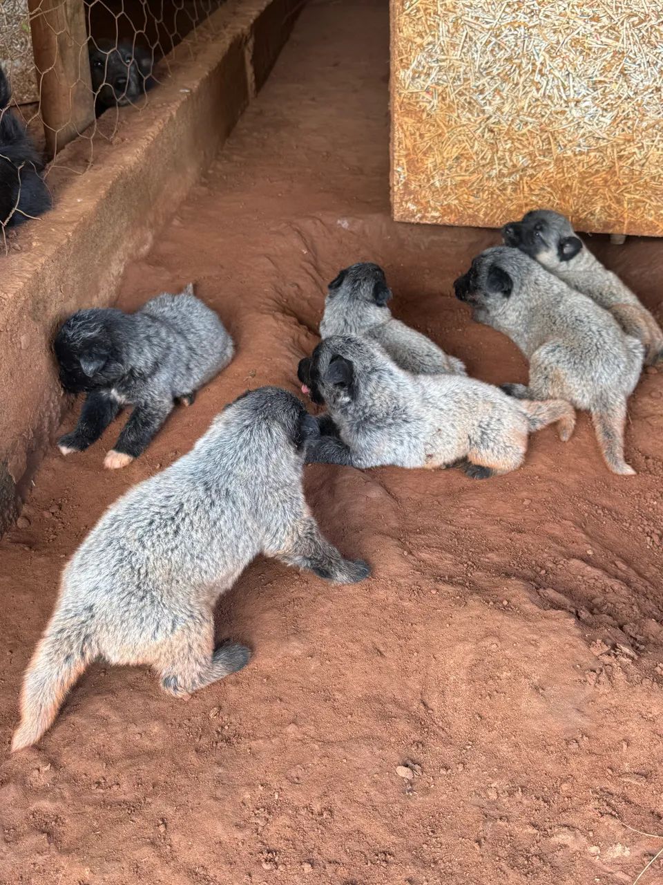 Filhotes pastor belga Groenendael e Tervueren com pedigree  - Foto 3