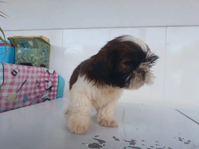 Shih-tzu Macho - Foto 3
