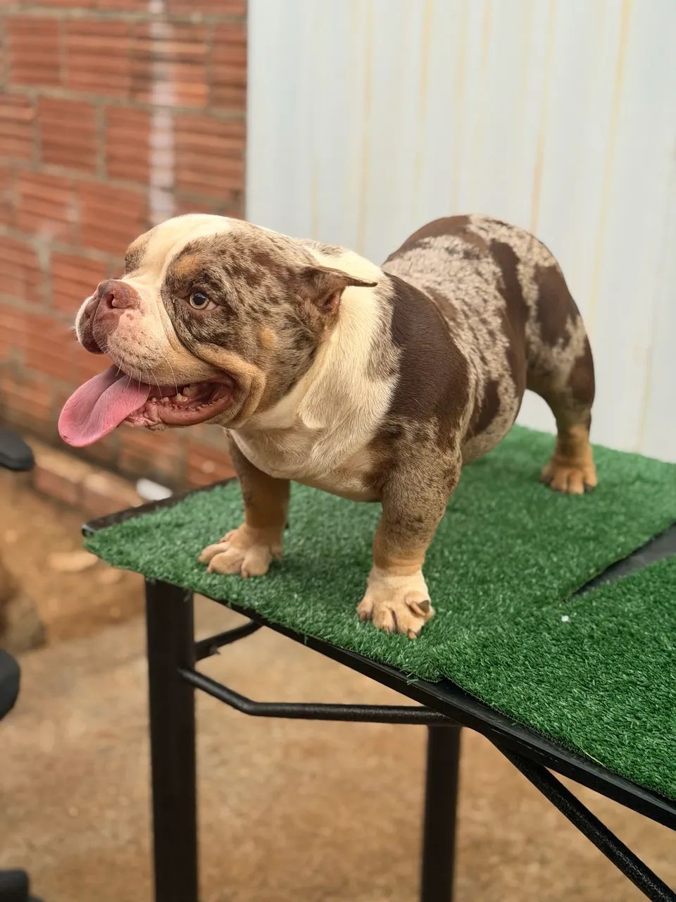 American Bully para cruza/cobertura - Foto 2