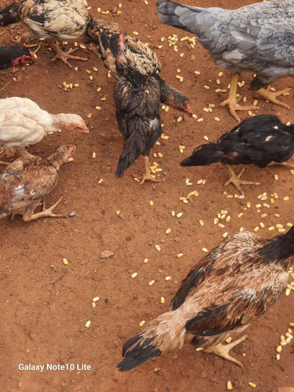 Fraguinho índio  - Foto 3