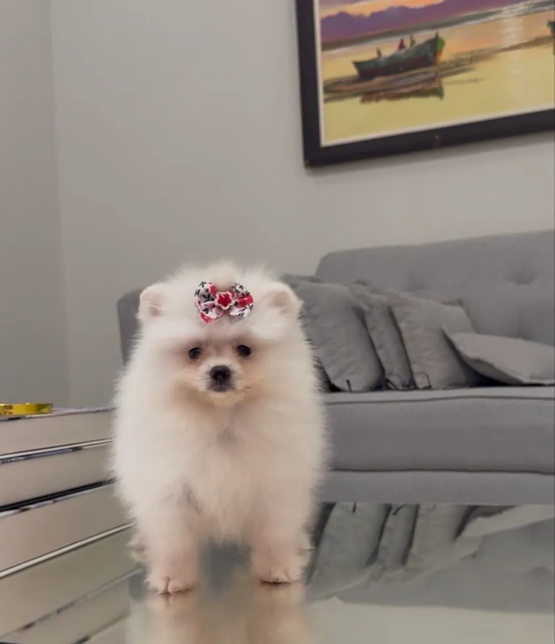 Spitz alemão macho e fêmea. - Foto 4