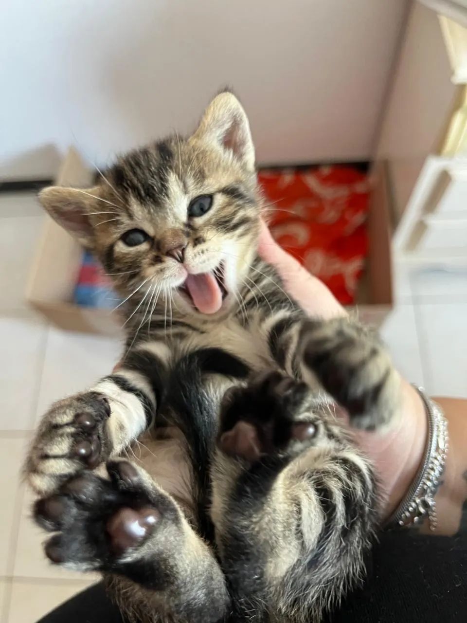 DOAÇÃO DE GATOS URGENTE