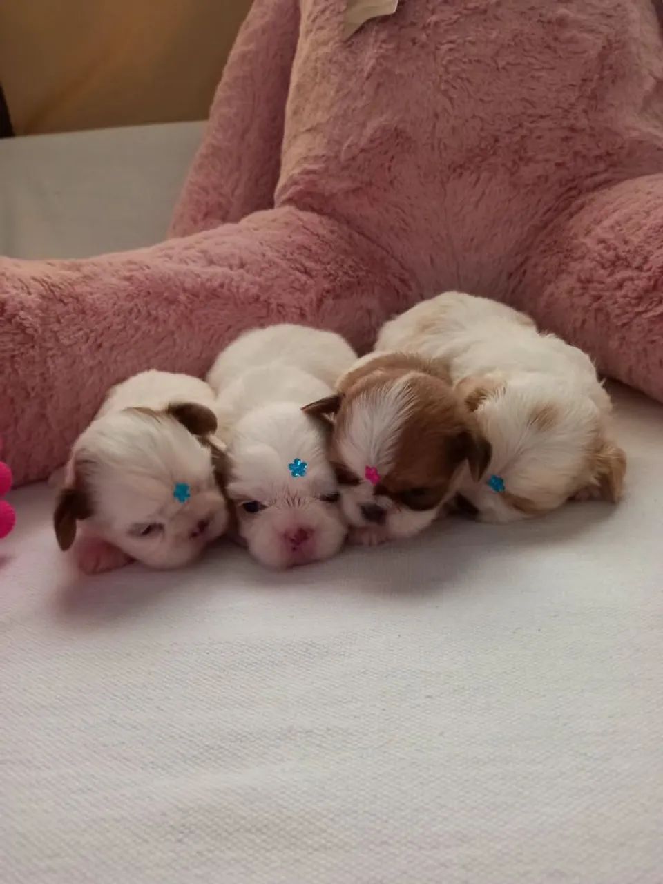 Shih Tzu Toy - Foto 5