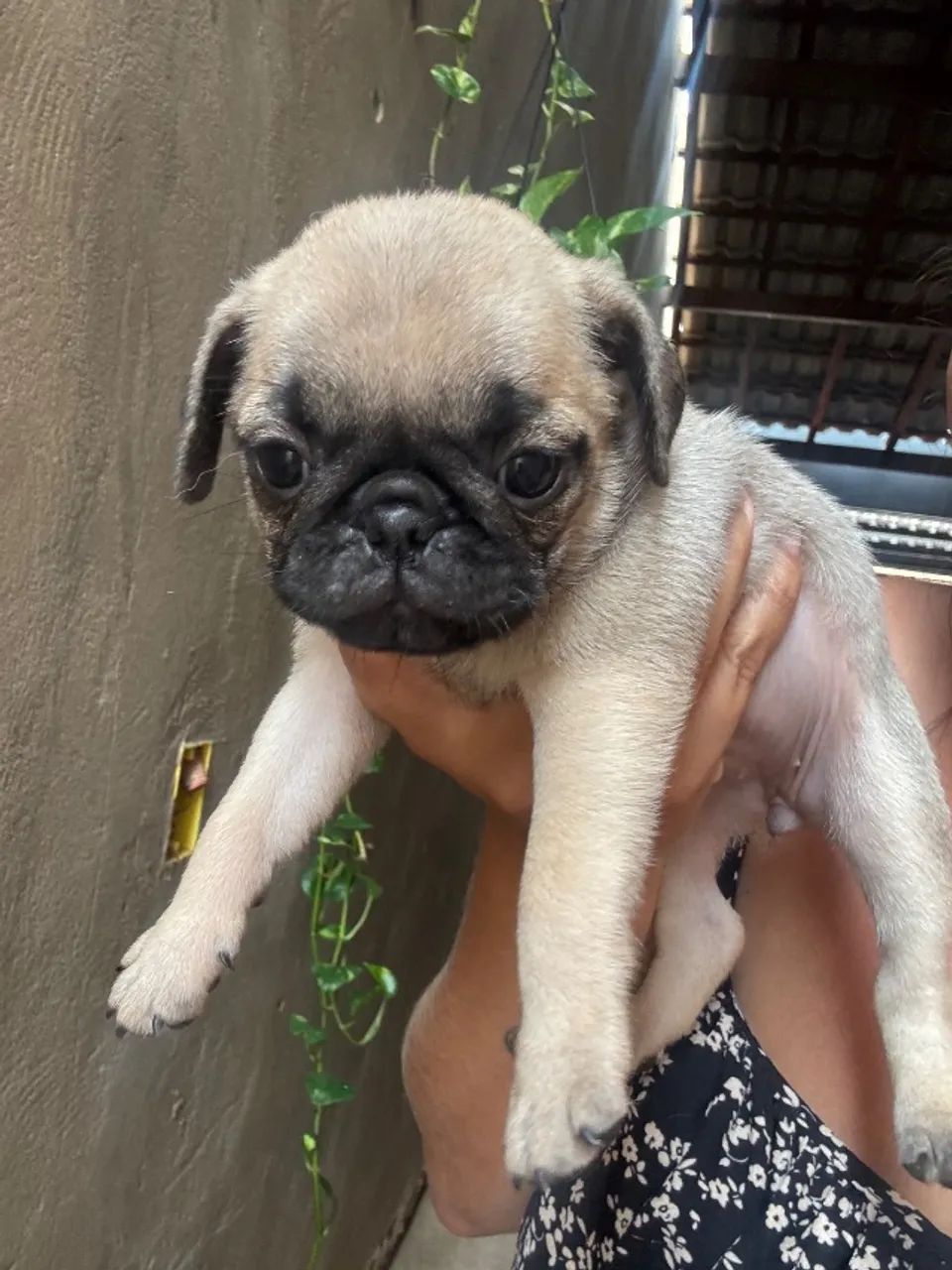 Filhotes pug - Foto 2