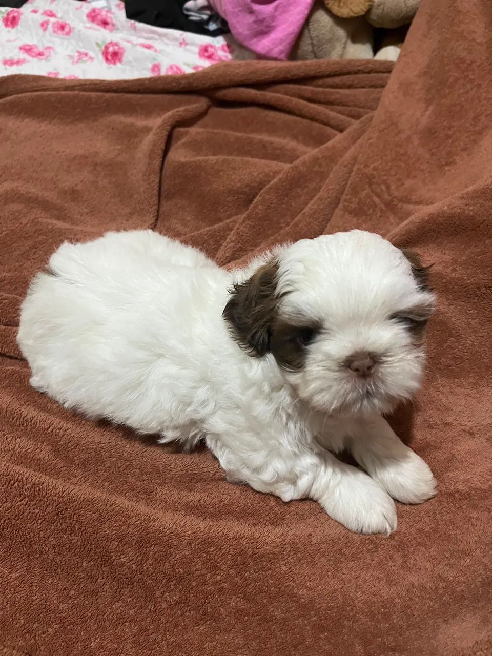 Shitzu mini macho fígado  - Foto 3