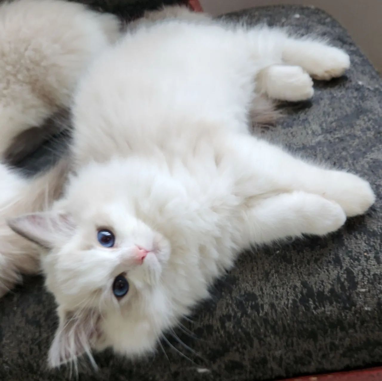 Ragdoll  - Foto 4