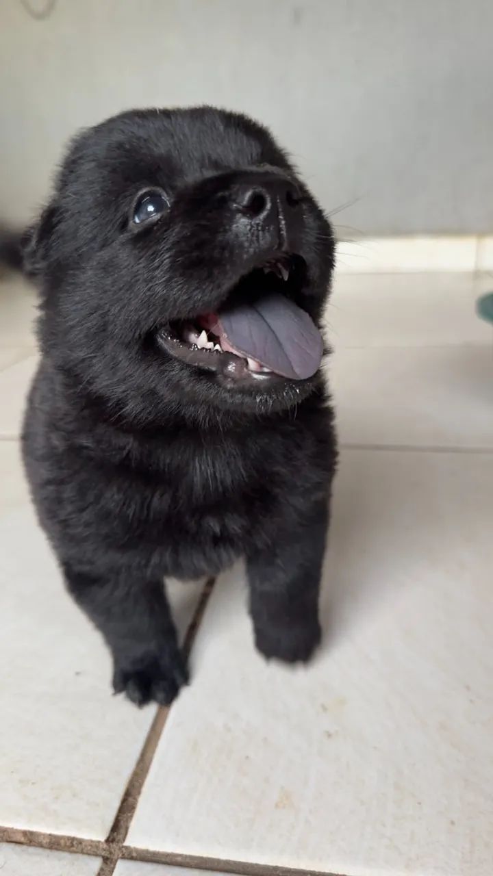 Filhotes de Chow Chow - Foto 4