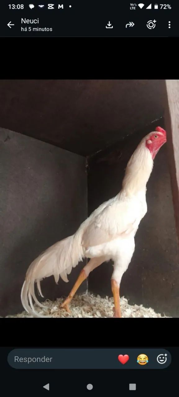 Vendo frango  - Foto 2
