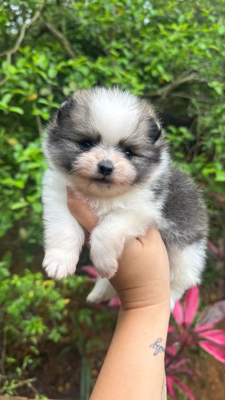 Spitz Alemão Anão  - Foto 4