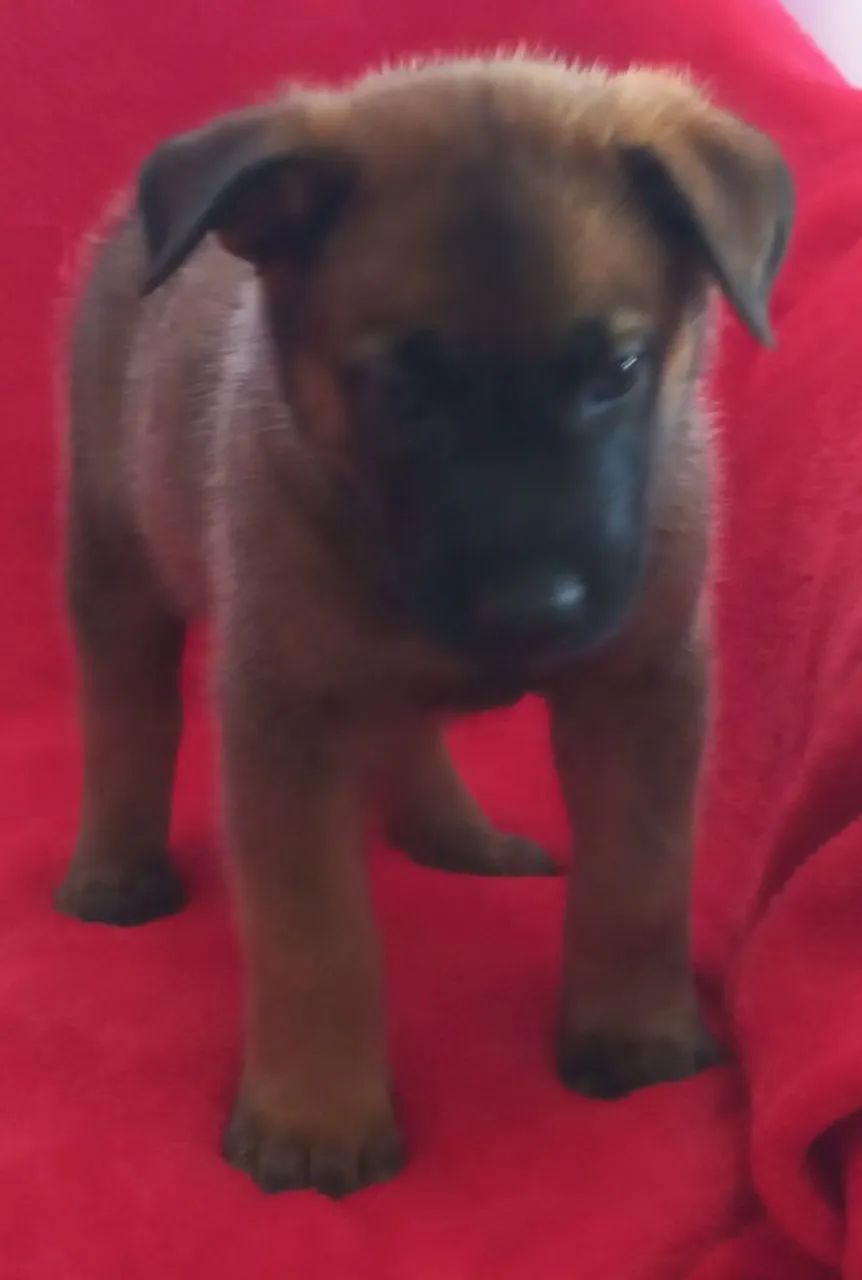 Ninhada de pastor belga malinois  - Foto 4