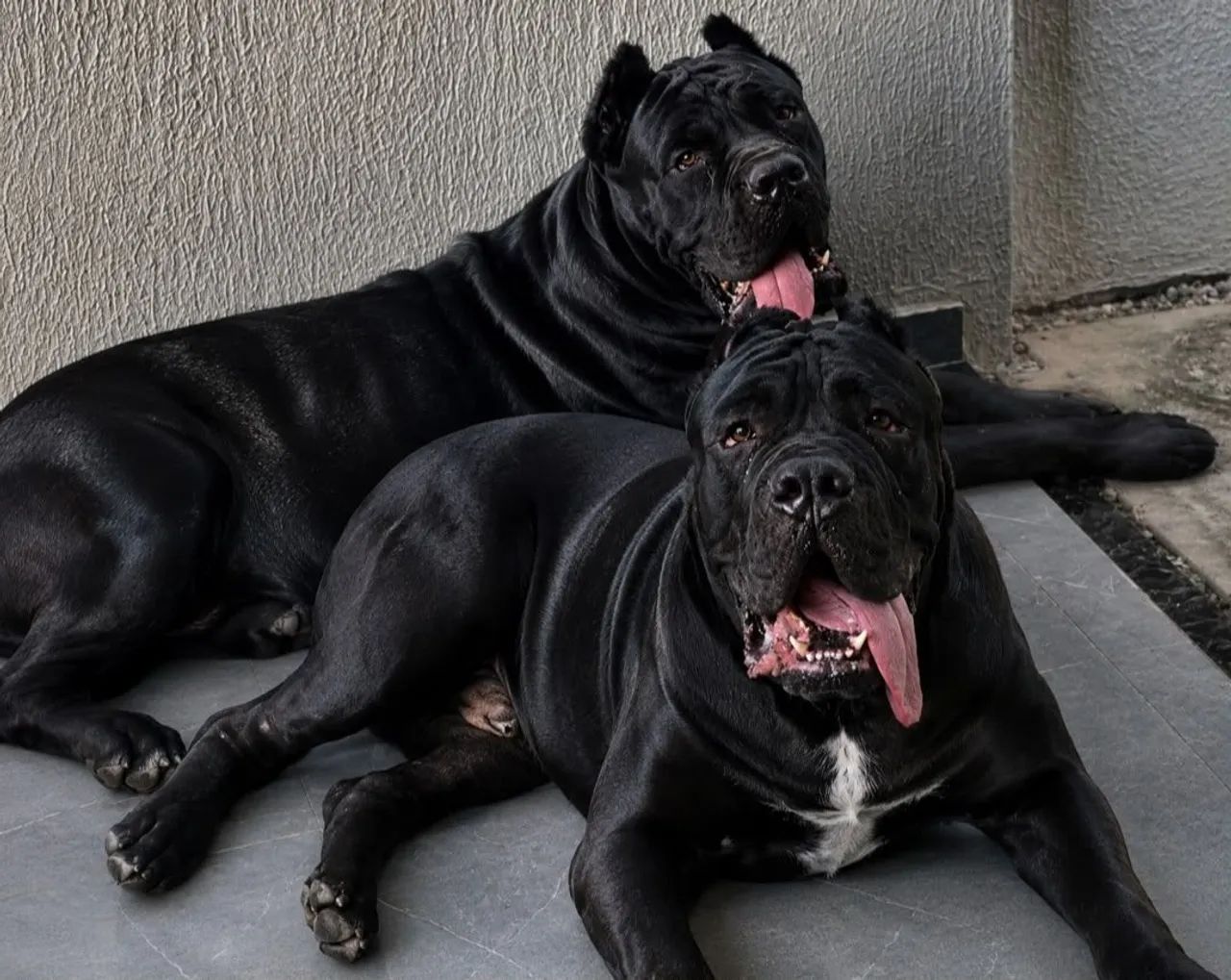Cane corso - Foto 2