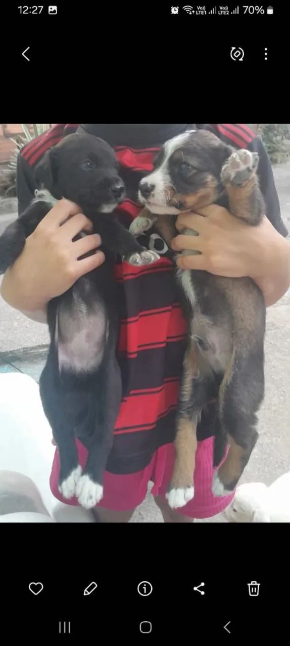 Doando esses cachorro - Foto 4