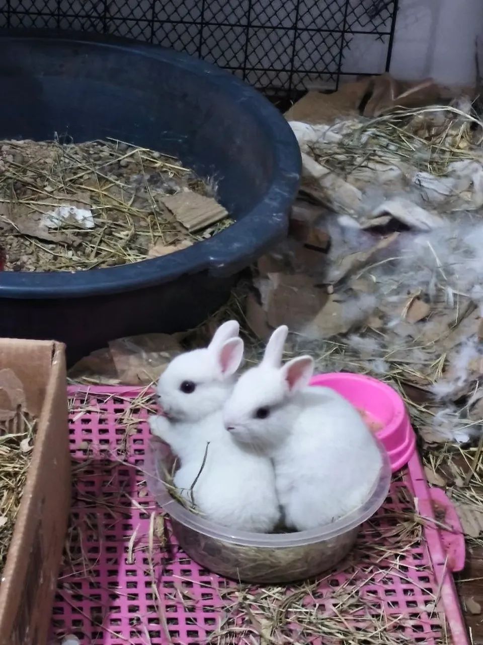 Coelhos Netherlands  - Foto 3