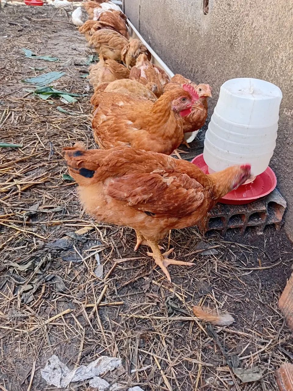 Frangos caipira