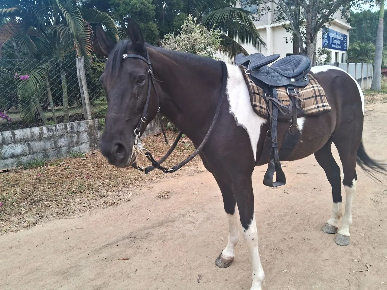 Cavalo MM - Foto 2