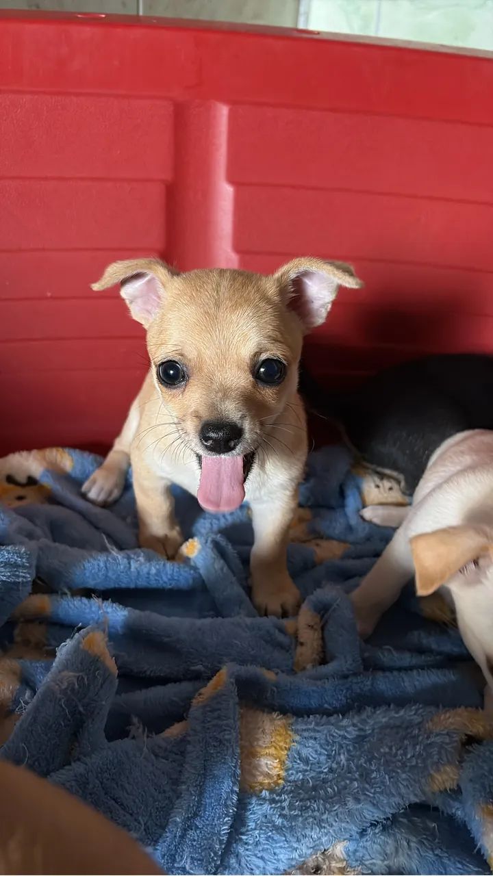 Chihuahua 