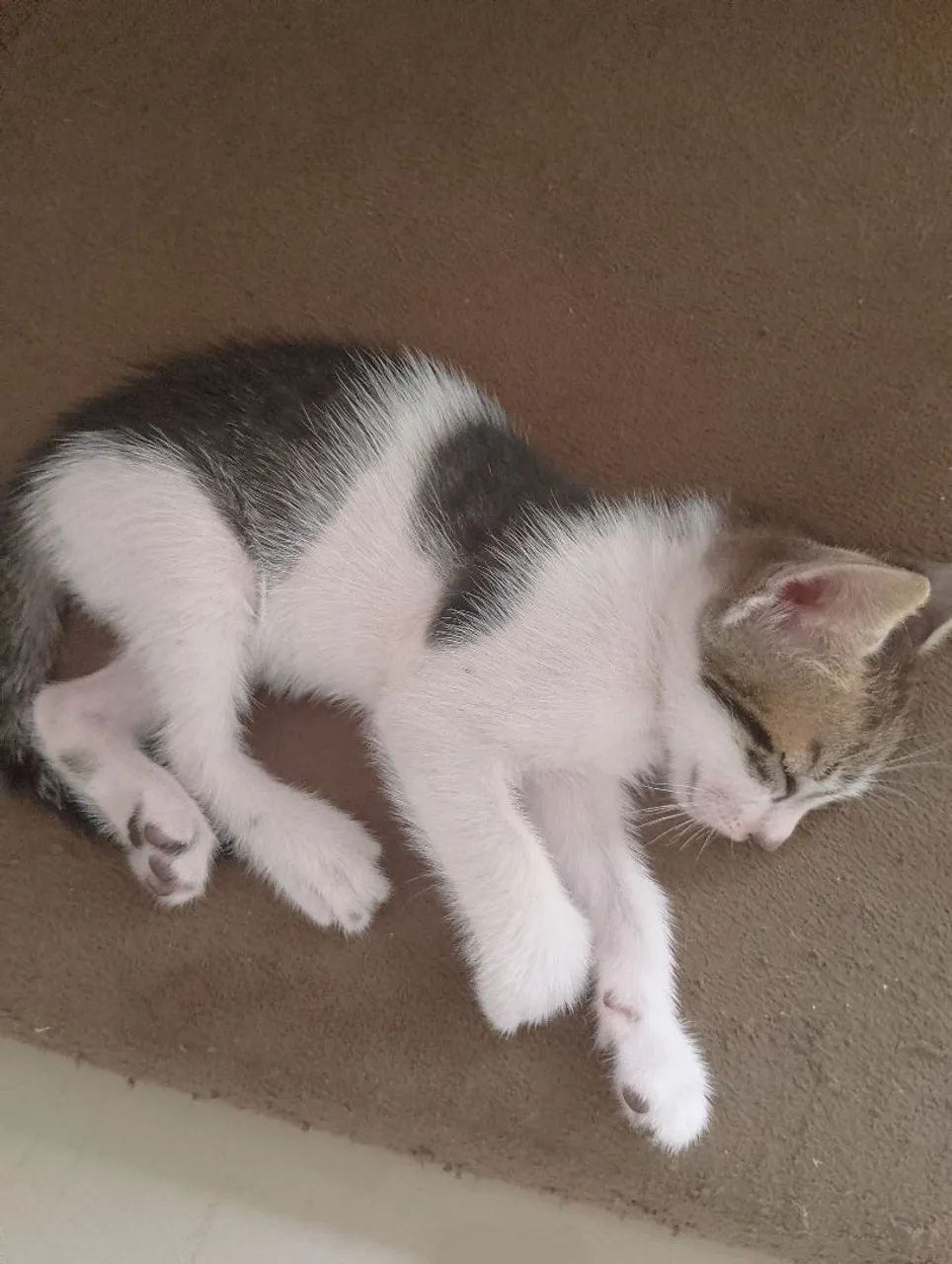 Doação de gatinhos  - Foto 3