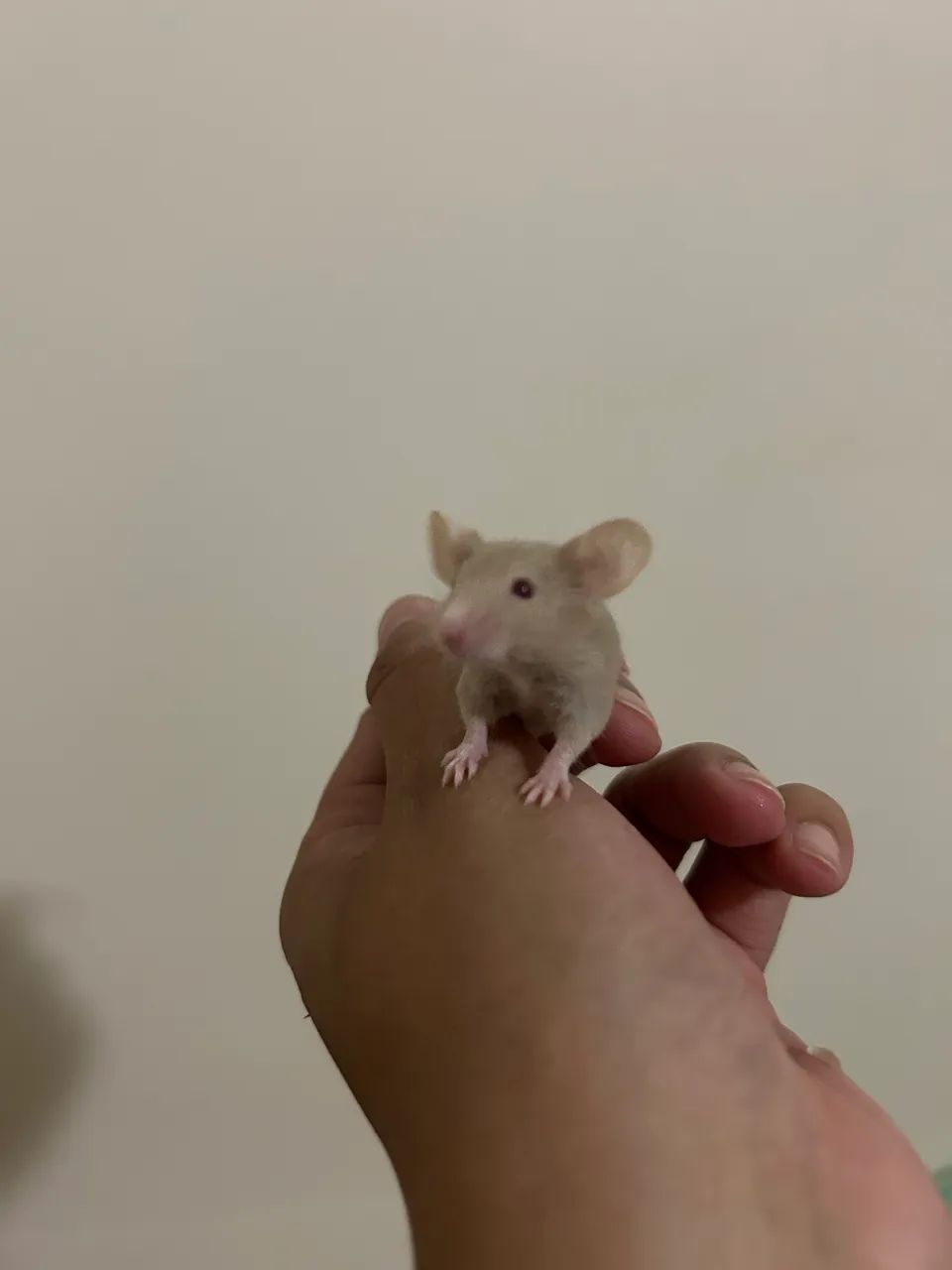 Camundongos Pet  - Foto 2