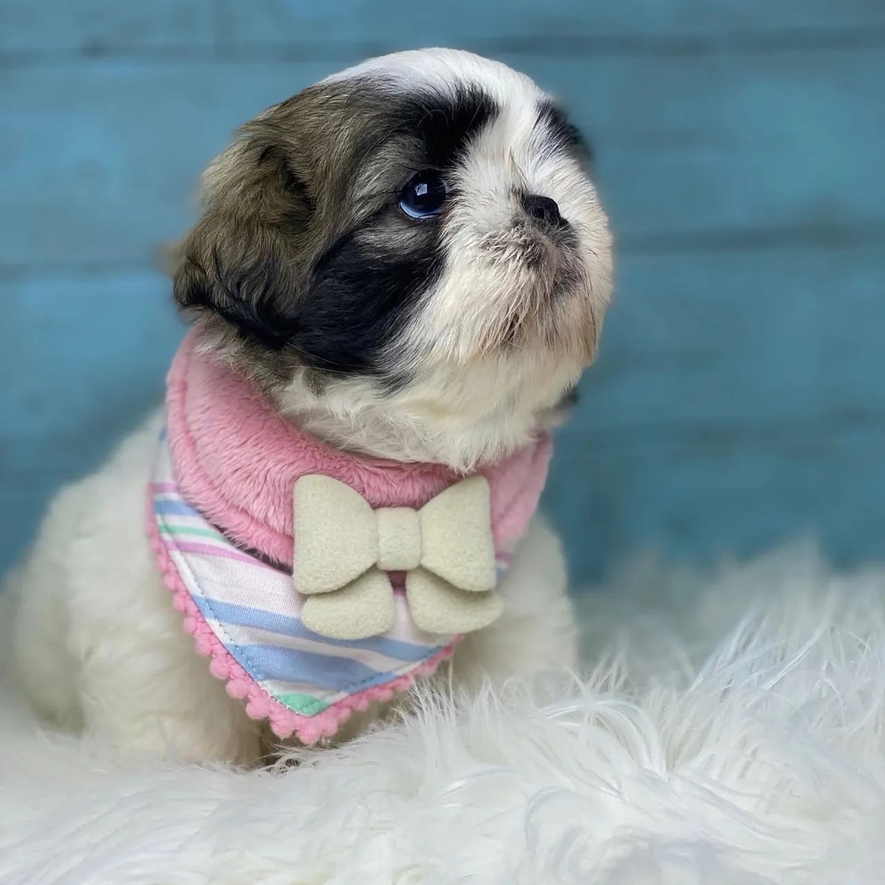 Shihtzu com pedigree 