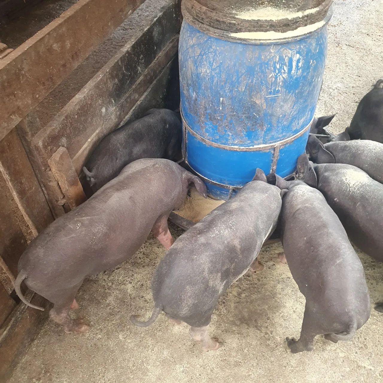 Vende-se leitoes 300 reias bom pra no ponto de engorda  - Foto 6