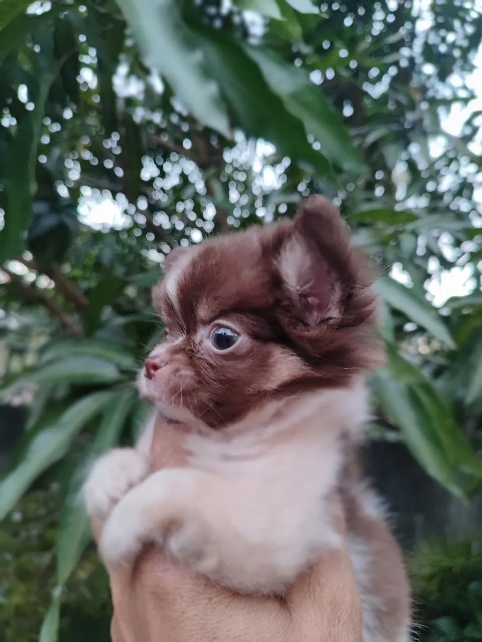 Chihuahua  - Foto 2