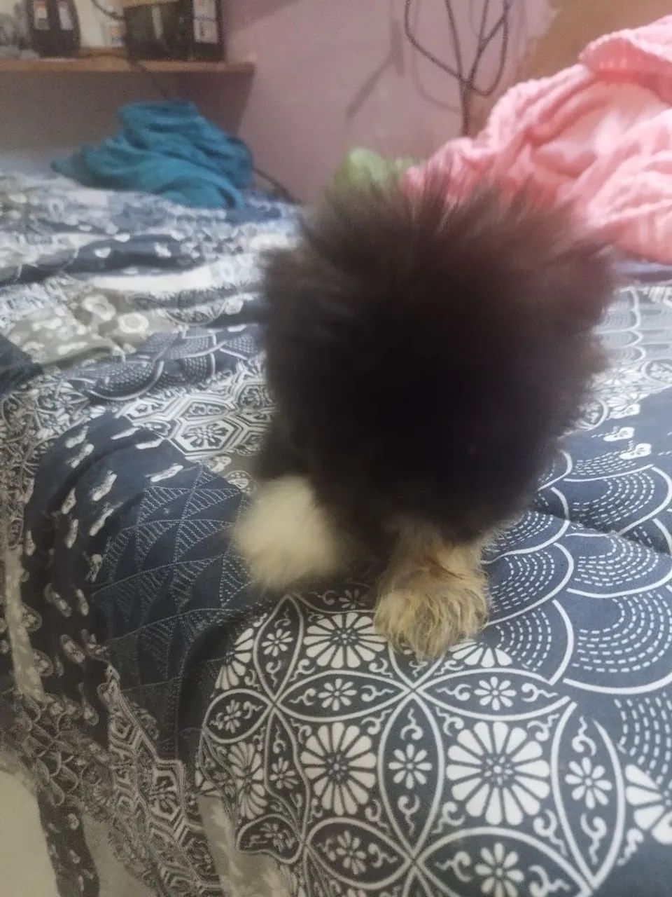 Shitzu com lulu - Foto 4