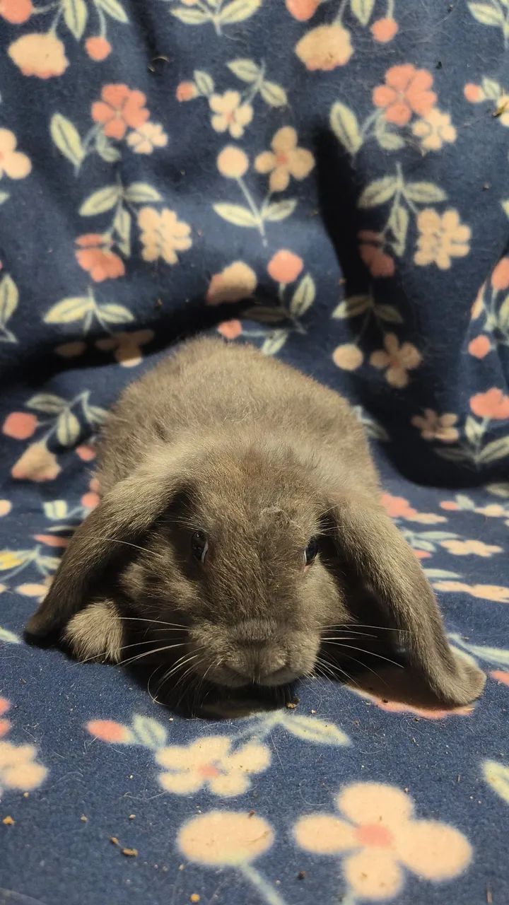 Mini lop Netherland dwarf e skinny pig porquinhos da india  - Foto 2
