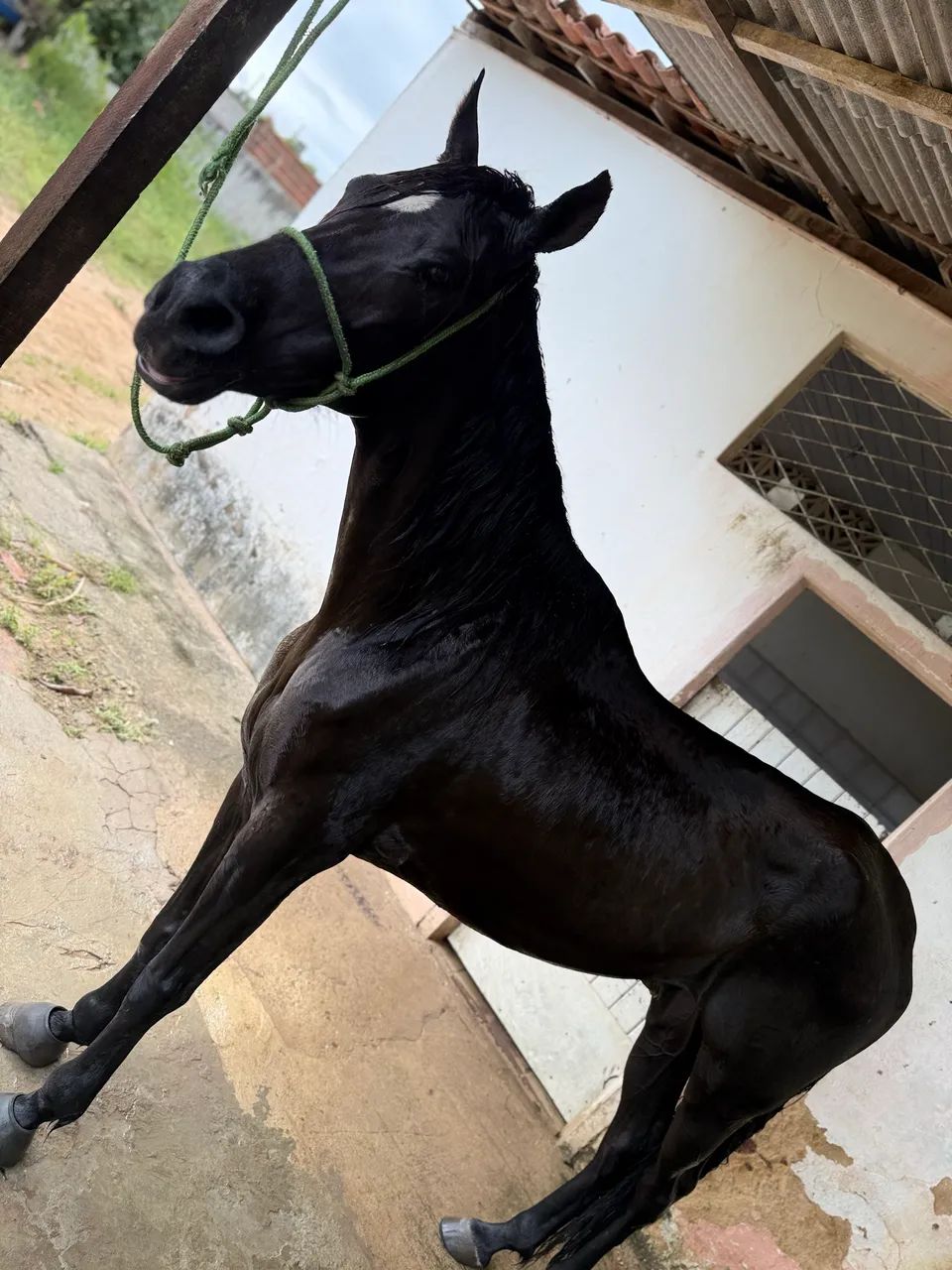 Cavalo mangalarga  - Foto 5
