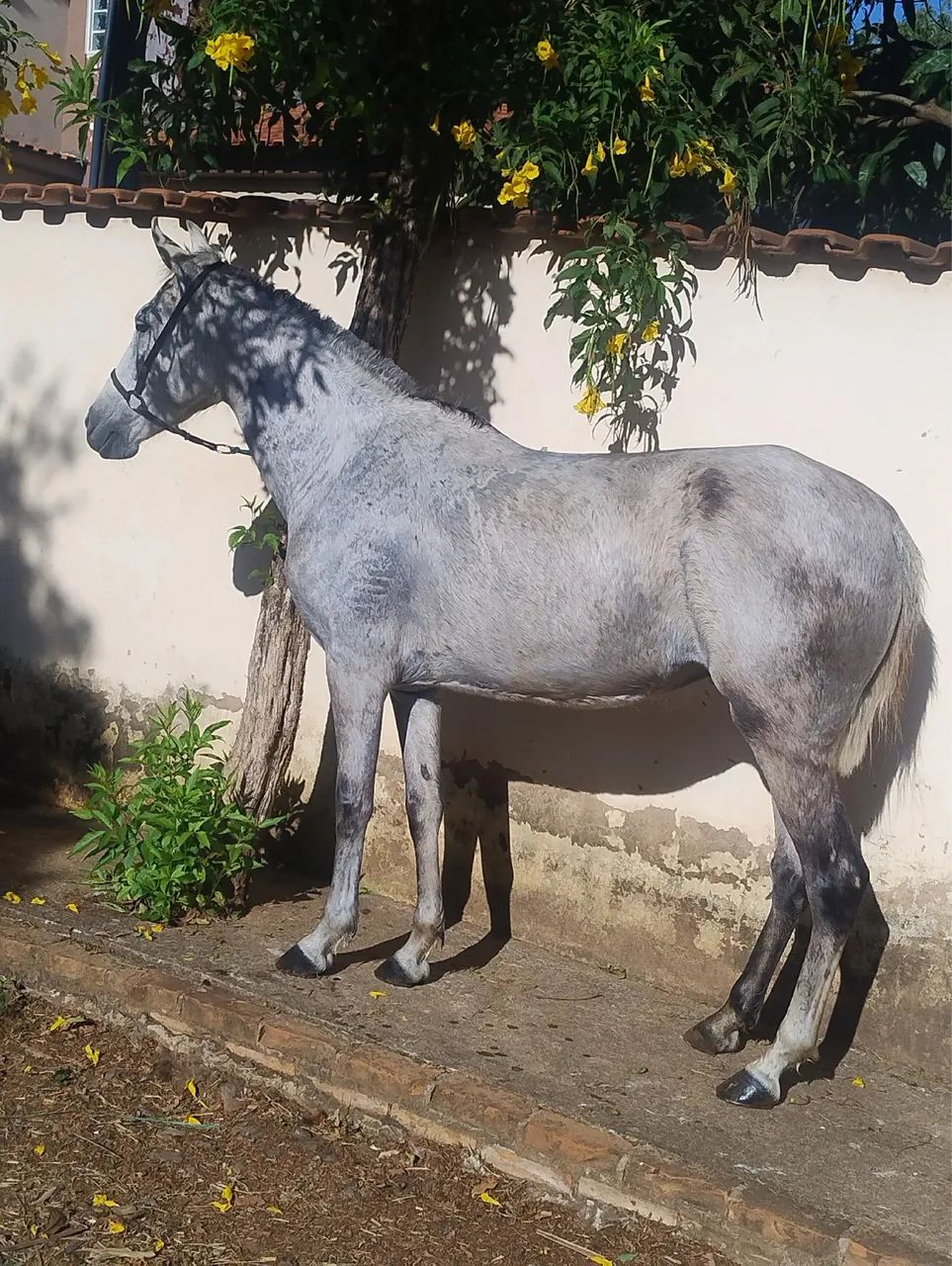 Égua 