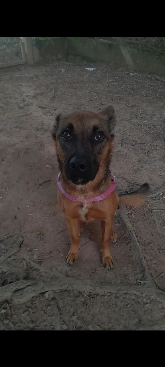 Doação de cachorra - Foto 2