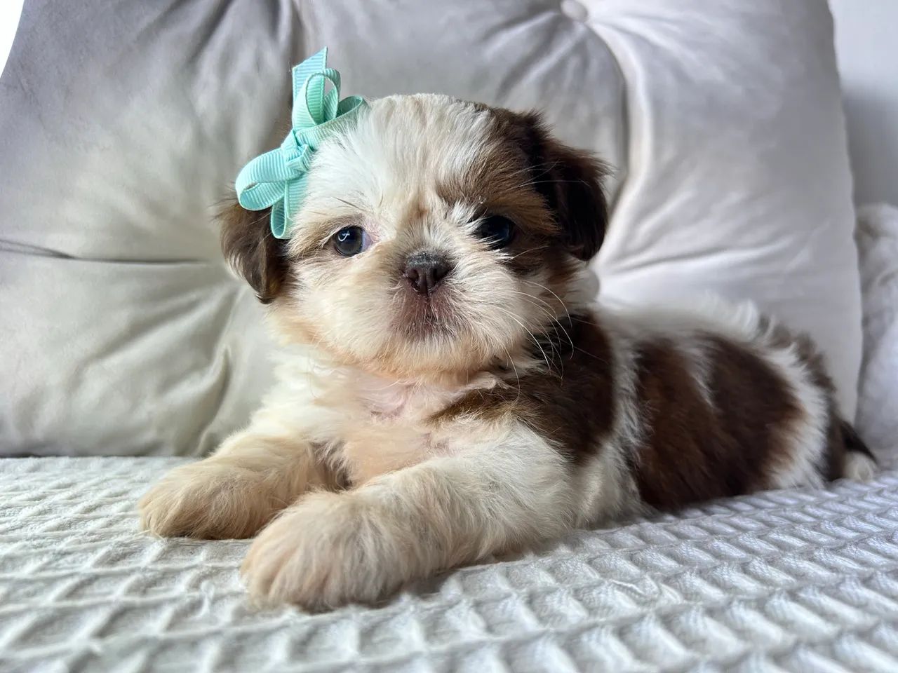 Shihtzu  - Foto 4