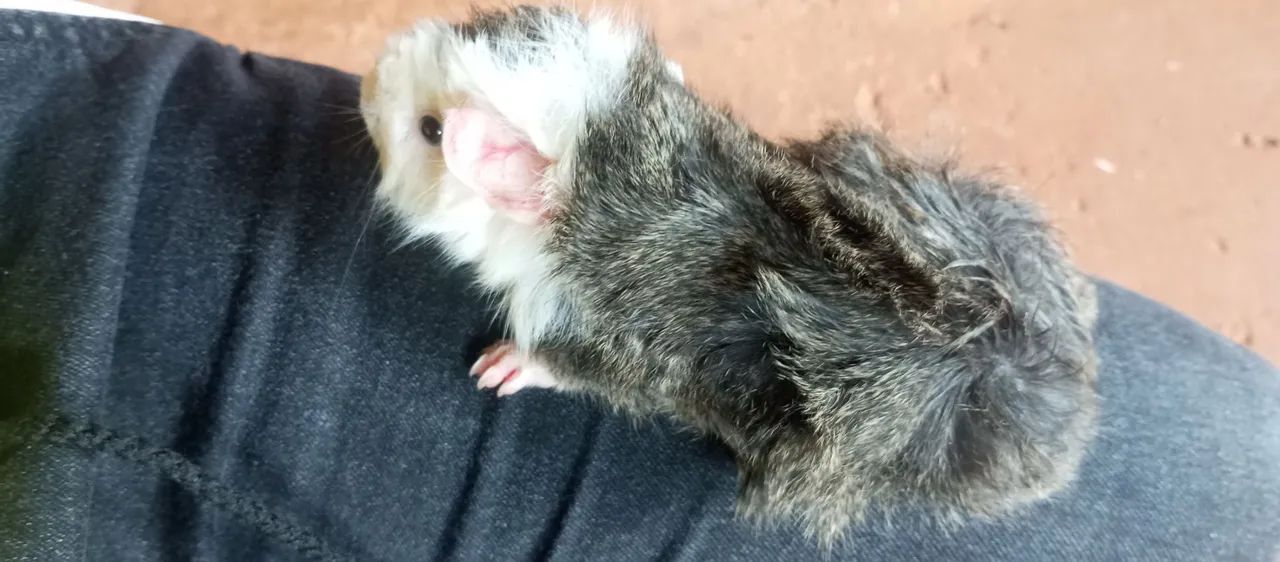  Porquinho da índia macho 