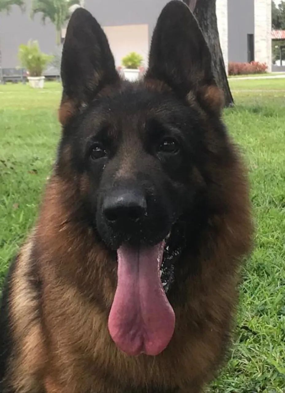 Lindos filhotes de Pastor Alemão Capa Preta - Foto 3