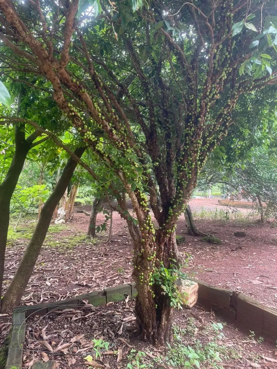 fazenda sao miguel passa quatro - Foto 4