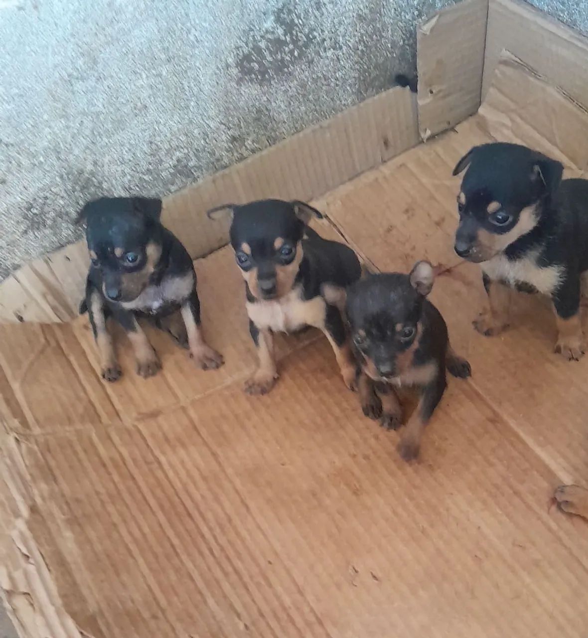 Cachorro pinscher 