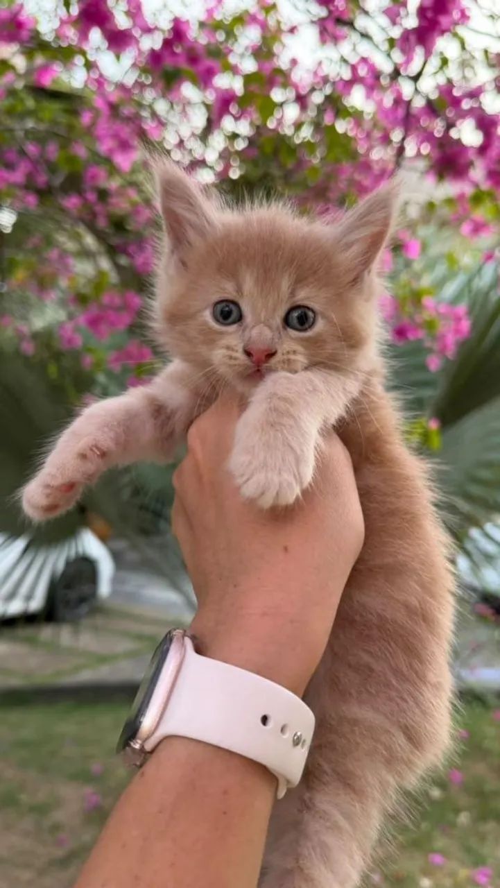 Maine coon  - Foto 3