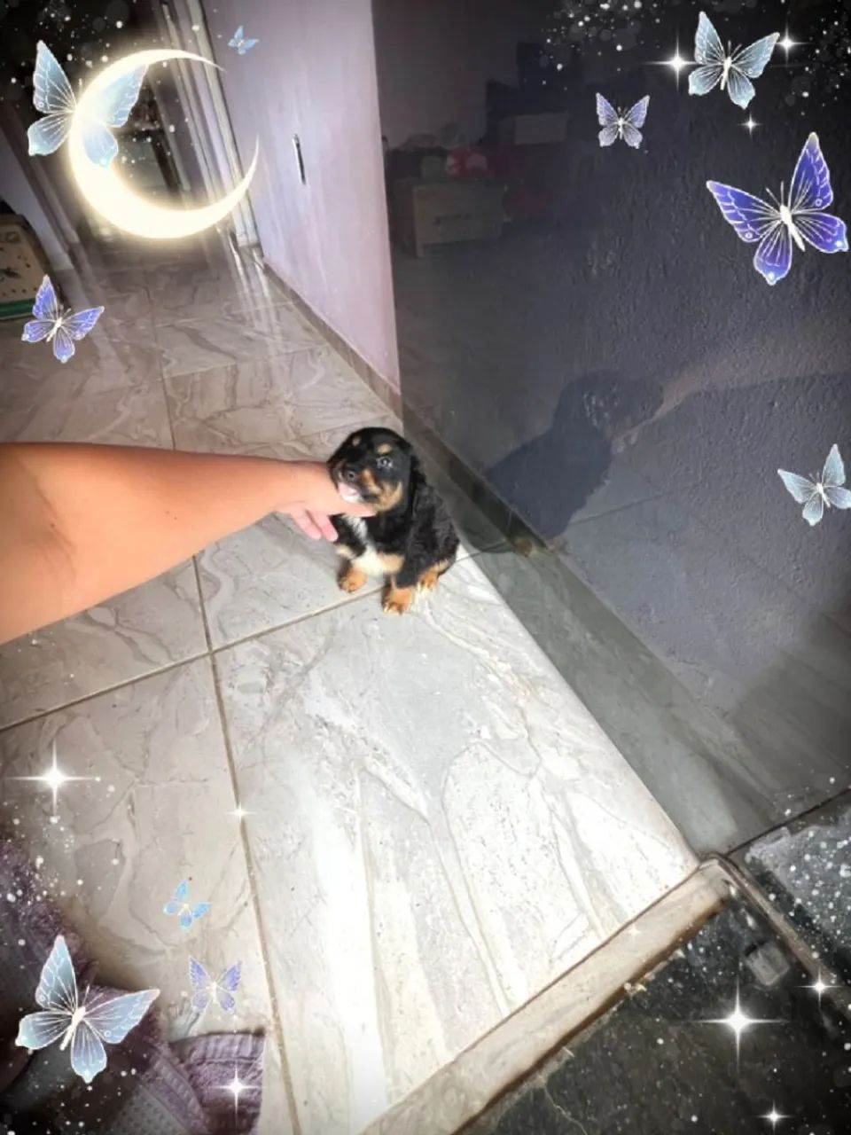 Filhote de Lhasa Apso  - Foto 5