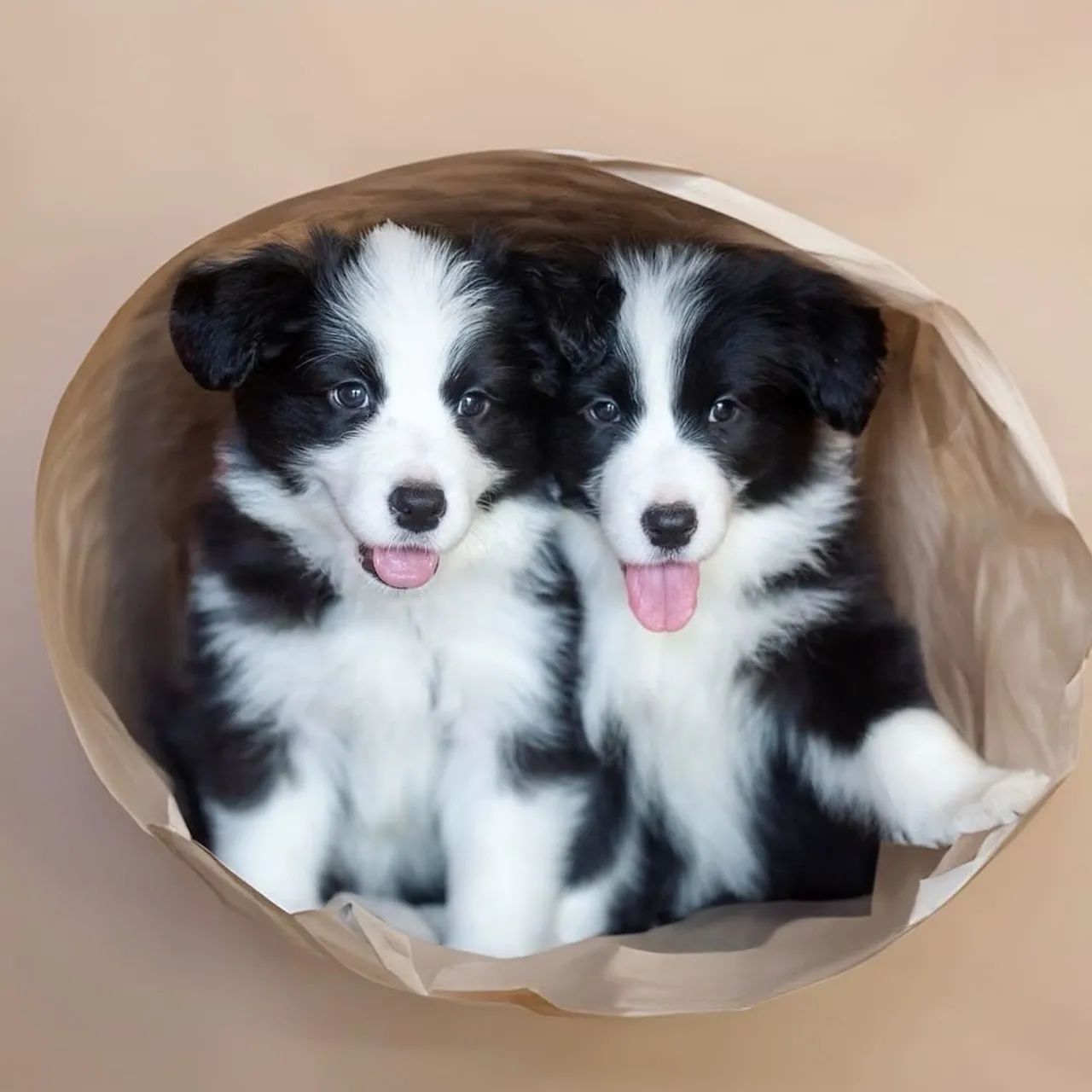 Border collie vendas com garantias 