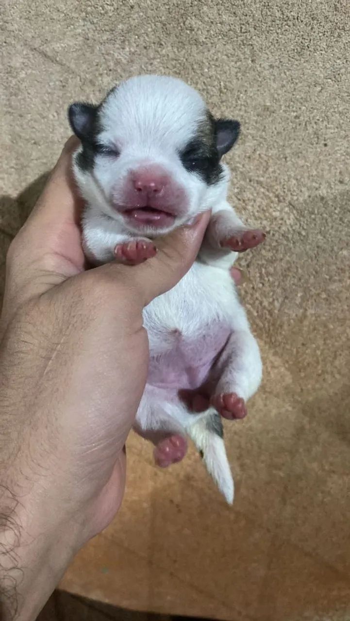 Chihuahua pelo longo  - Foto 2