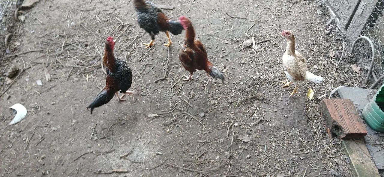 Galinha mini índio  - Foto 6