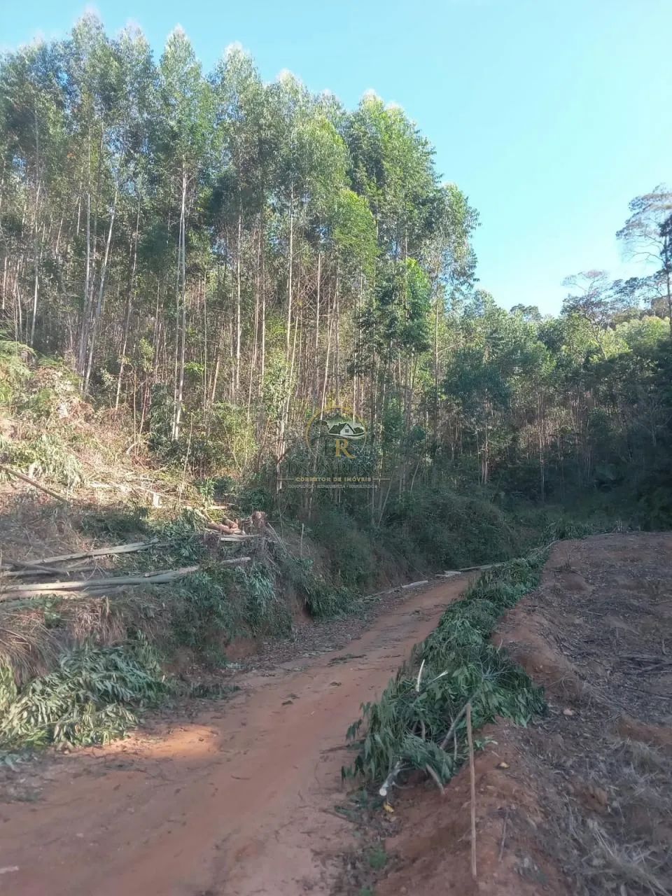 Terreno de 4 hectares em Santa Teresa - E.S. - Foto 2