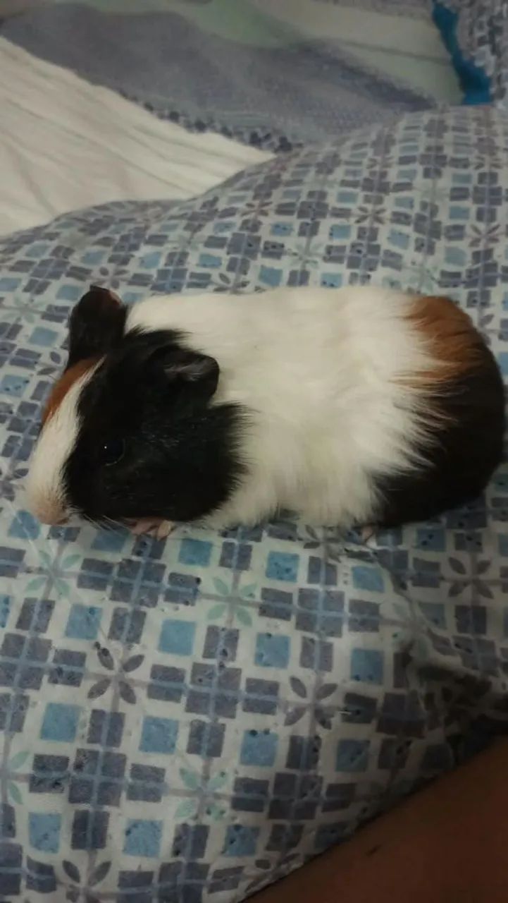 Porquinhos da índia inglês  - Foto 3